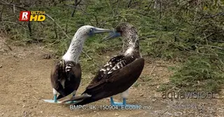 Two blue footed booby's facing away from camera preening with their beak.