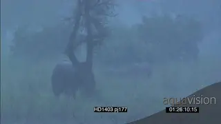African Elephant with calfs in BG grazing standing in Rainstorm
