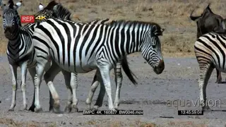 Zebra and wildebeest herds at the water hole