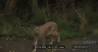 Caracal patrolling scouting around hunting in FG another caracal alerted stalking…