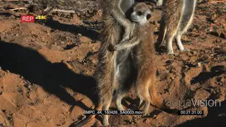 Close up shot of juvenile meerkat standing close to mother hanging on her and cuddling her