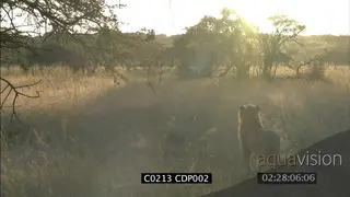 Young male Lion in GOLDEN LIGHT looking at herd of Impala in the distance CU