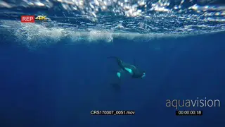A pair of Killer Orca whales swimming around together hunting SOCIAL BEHAVIOUR UW