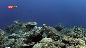 A Hawksbill Turtle, Eretmochelys imbricata, swims past the camera