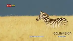 Zebra standing in the grass at dusk