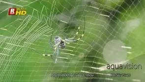 Golden silk orb-weaver spider walking and constructing its grid web. MWS; DAY.