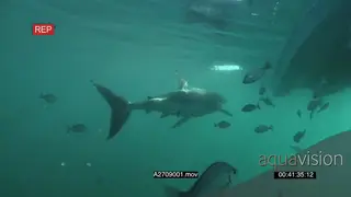 Great white shark gently swimming towards boat underwater in ocean passing by the camera.