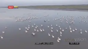 B-Roll Chem Chem Safari: Drone Aerials over flock of pelicans in the Water