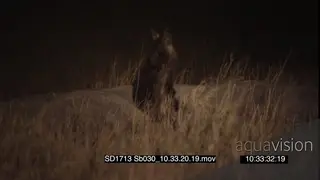 Brown hyena grooming outside den entrance at NIGHT