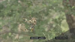 Golden Silk Orb Spider on web weaving moth catch
