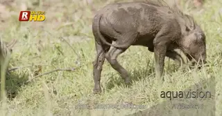 Young Warthog side view, covered in mud, walking and grazing on grass during daytime.
