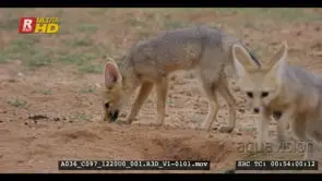 Juvenile cape fox eating buck poop