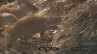 Banded Mongoose band looking at and following a Mozambique Spitting Cobra bushveld MLS PAN