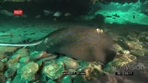 Bluespotted Ribbontail Ray laying moving underwater in ocean deep with school of Striped.