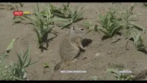 Babby Unita ground squirrel standing and looking around GOOD LIGHT