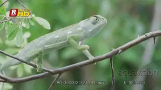 Veiled Chameleon moving slowly with jerky, back and forth movements to protect itself.