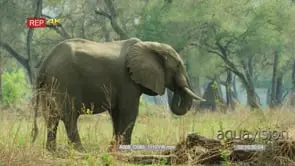 Elephant grazing