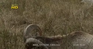 Bighorn sheep looking around and grazing on grass while laying down , during midday. MCU.