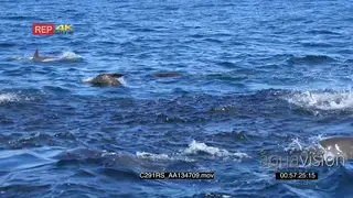 A bait ball of Sardines, seals and common dolphins porpoising and feeing on the sardines.