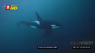 Orca Killer Whales chasing herring schools in noway UW