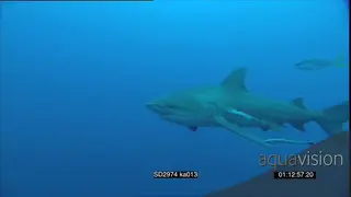 Zambezi Bull Sharks in blue ocean over Kosi Bay reef