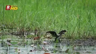 Reed cormorant standing, flapping wings ad looking around.