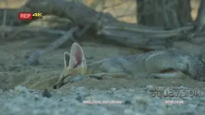 Cape fox sleeping