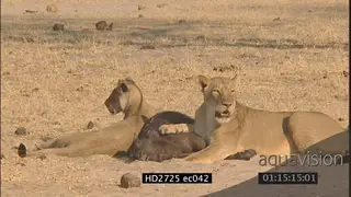 Female African lions sitting near injured Cape buffalo calf buffalo herd standing by MLS.