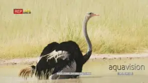 Ostrich bathing trying to catch butterflies in beak