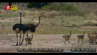 Close up shot of four adult ostrich and their chicks walking through butteries that have.