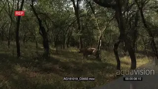 Bengal tiger patrolling territory, walking in green woodland PROFILE AmCam