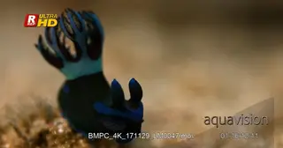 Close up shot face view of a black and blue nudibranch.