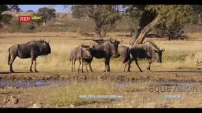 wide shot of herd of wildebeest connochsetes walking nervously at a waterhole note the.