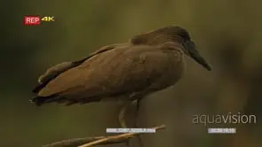 Close up shot of hamerkop perched on the branch looking around