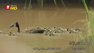 Family of White-faced whistling ducks swimming in body of water.