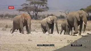 Herd of African Elephant with young calves travelling over very dry African plains in the.