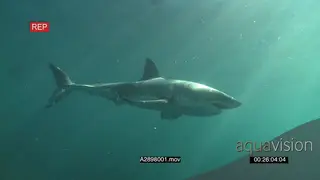 A pair of Great white sharks gently swimming underwater in ocean passing by camera.