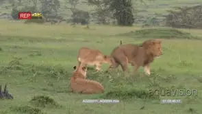 Lion (Panthera leo) female returning to the pride after giving birth, without her cubs.