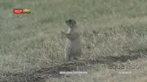 Prairie Dog standing and eating on prairie LS