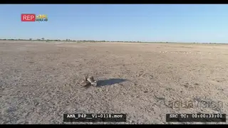 Aerial Drone over carcass in open veld