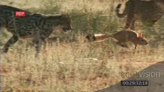 Cheetahs chasing Springhare trying to catch it as it escapes running away