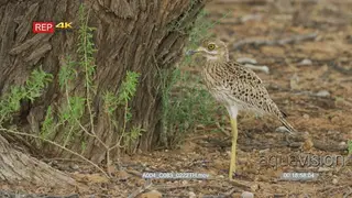 Spotted thick-knee standing in shade