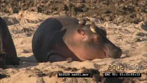 Baby Hippo calf sleeping with Oxpecker birds sitting on its head next to mother Hippo MS