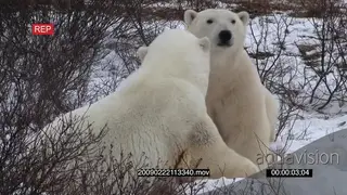 A pair of polar bears social behaviour