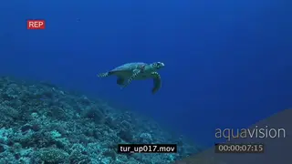 Hawksbill Sea Turtle swimming past camera towards surface underwater in ocean LS TRA PAN.