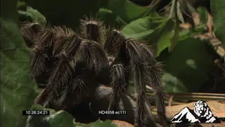 Goliath Bird-eating Spider feeding on a Pygmy Sand Mouse MS