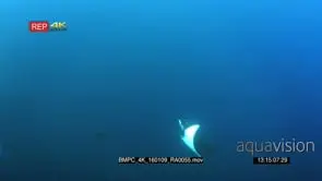 A devil ray, mobula terapacana swims through a large bait ball of anchovies.
