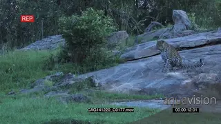 Leopard sitting on a rock looking around LS HAND