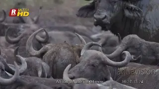 Herd of Cape Buffalo mud bathing in a pond. Calf and young bull standing.