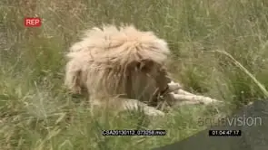 White lion male playing licking paws grooming resting GENERAL BEHAVIOUR